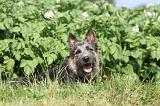 BOUVIER DES ARDENNES 013